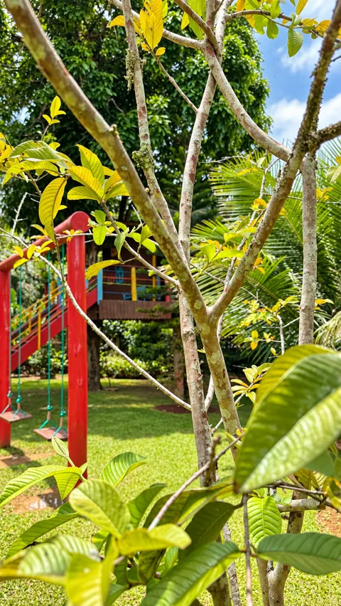 Balanço vermelho e casinha na árvore vistos entre galhos e folhas